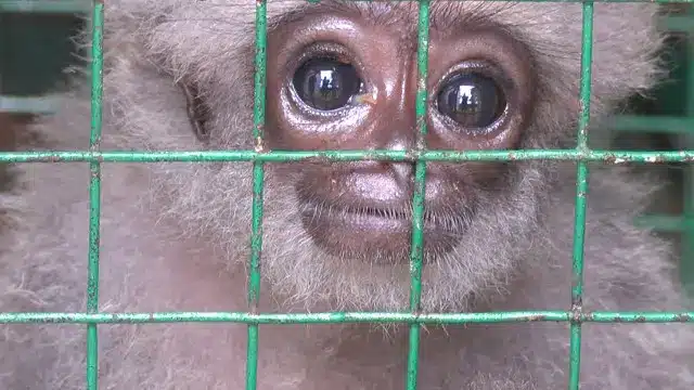 Owa Jawa berusia empat bulan yang diselamatkan dari upaya perdagangan satwa ilegal. Dok: Eranasional/HO BBC INDONESIA/Irma.